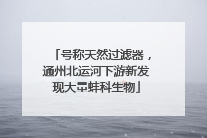 号称天然过滤器，通州北运河下游新发现大量蚌科生物